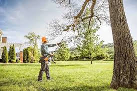 Best Tree Mulching  in Millport, AL