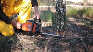 Best Tree Maintenance Programs  in Millport, AL