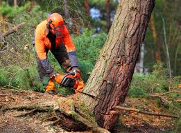 Best Tree Risk Assessment  in Millport, AL