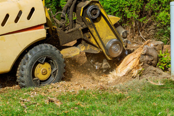 How Our Tree Care Process Works  in  Millport, AL