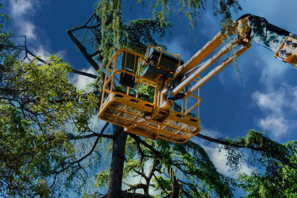 Best Tree Removal  in Millport, AL