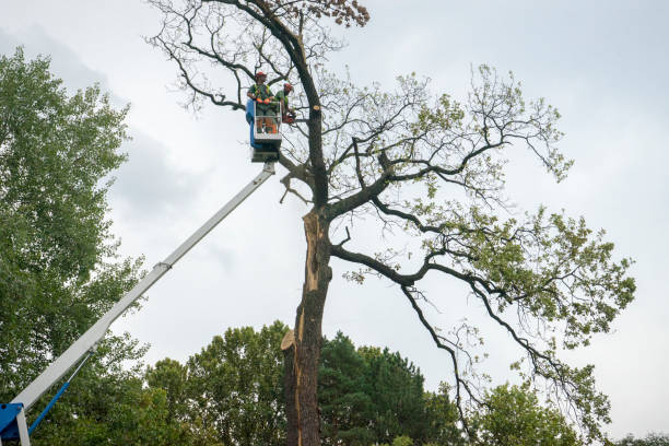 Best Firewood Processing and Delivery  in Millport, AL