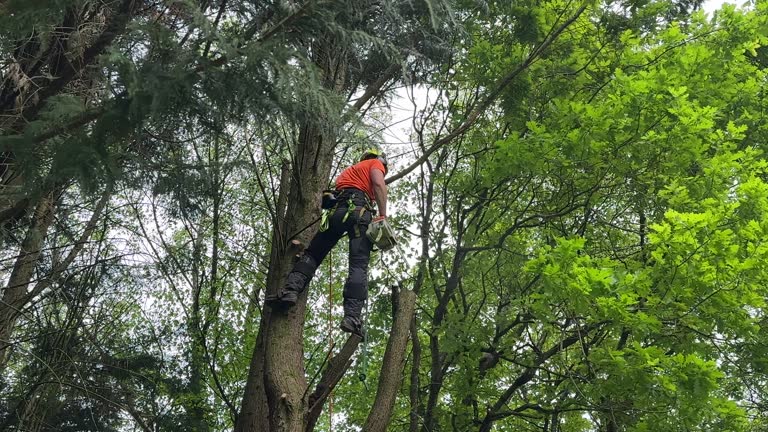 Best Utility Line Clearance  in Millport, AL