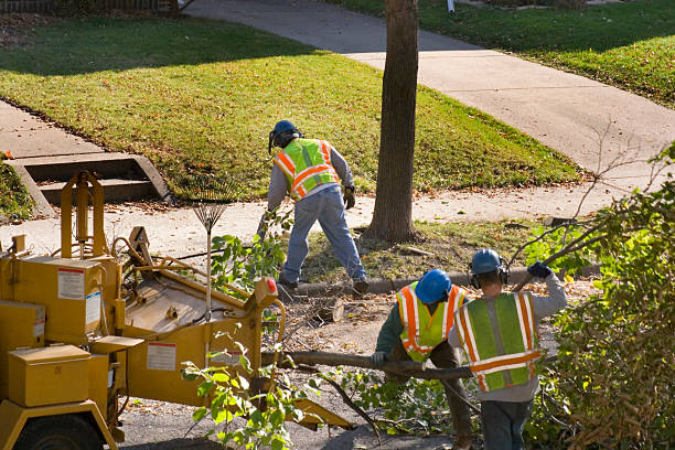 Best Root Management and Removal  in Millport, AL