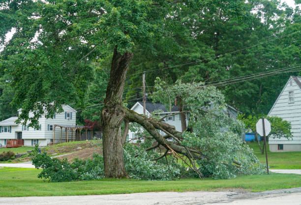 Best Hedge Trimming  in Millport, AL