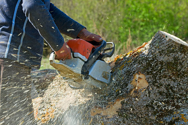 Best Leaf Removal  in Millport, AL