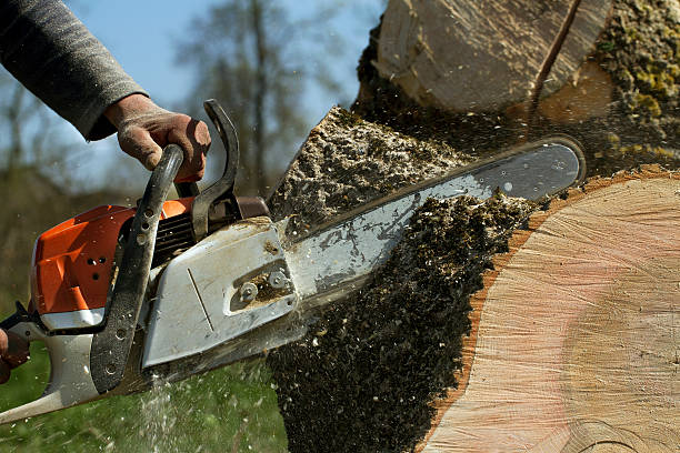 Best Soil Testing and Treatment  in Millport, AL